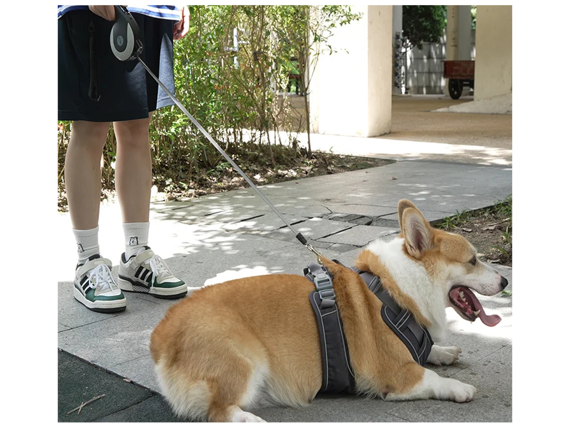 BENWIS Retractable Pet Leash - Best Prices