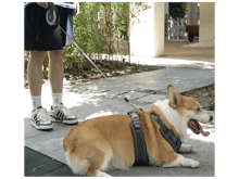 BENWIS Retractable Pet Leash - Best Prices